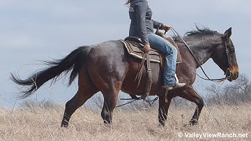 Johnny Blue Boon***For info, price, etc., go to our website*** Valley View Ranch