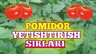 Помидор кочатлари етиштириш сирлари Pomidor yetishtirish sirlari.