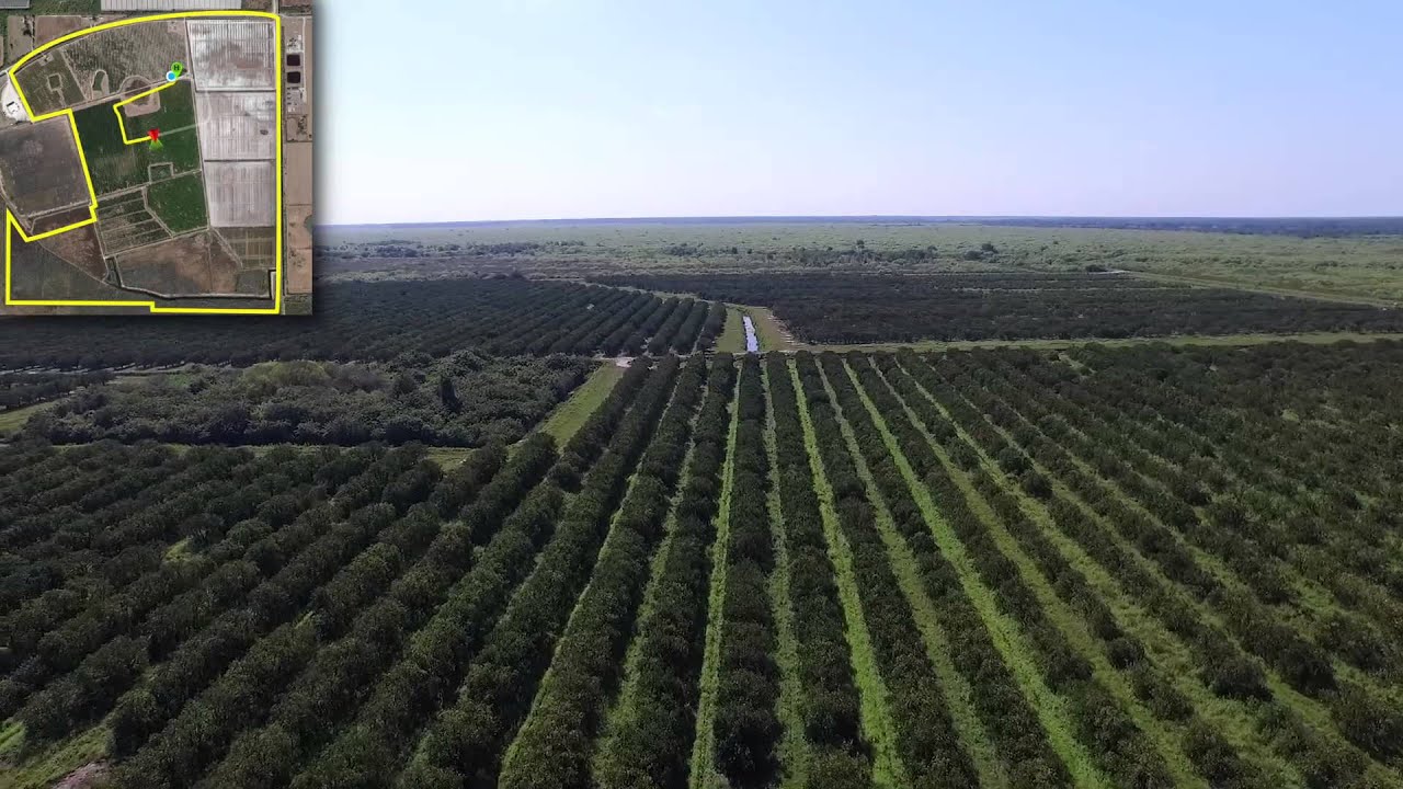 Immokalee Grove and Farm 523 +/ Acre Producing Grove SOLD