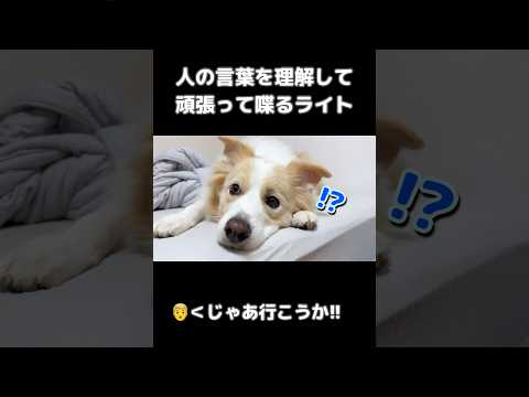言葉を理解して喋る犬がすごい!!【ボーダーコリー】#shorts
