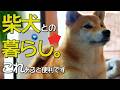柴犬と暮らすと→これ絶対いります。