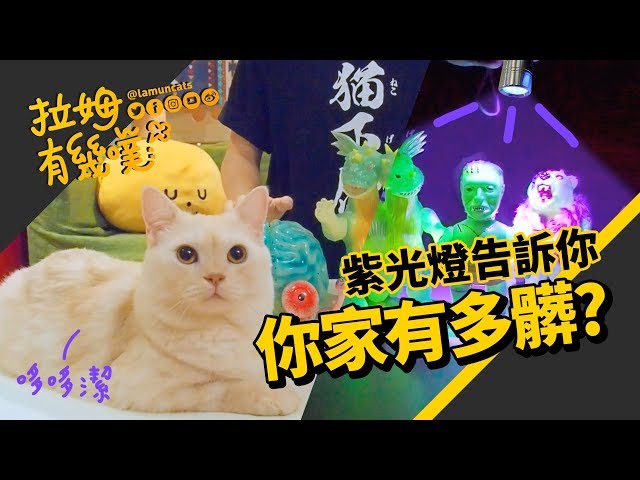 ►拉姆有幾噗◄ 貓尿哪裡躲！神奇紫光燈 隱形髒污瞬間現行┃Find cat urine with a blacklight ♤