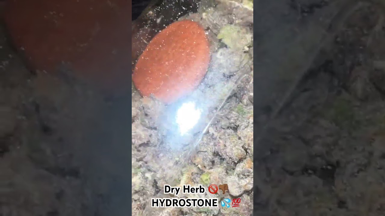 Dry Herbs? 🚫👎🏾 RAW HYDROSTONE IS THE TRUTH ‼️💯💦 