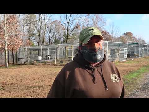 Intro to Rescue Ridge | Turpentine Creek Wildlife Refuge
