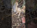 Rescued a hawk at Brengle Terrace Park while playing disc golf