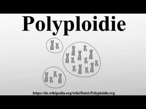 Video: Polyploidie V Myelofibróze: Analýza Cytogenetickou A SNP Maticí Indikuje Souvislost S Postupujícím Onemocněním