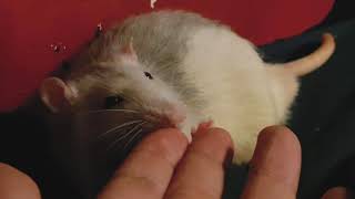 Cute Rats, Best Rats