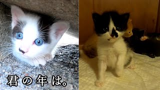 Kitten born when the mother cat was a stray cat and kittens born when the mother cat became a house… by あいねこ.Aineko 128 views 11 hours ago 3 minutes, 53 seconds