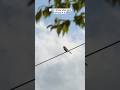 I don’t know what kind of bird it is, but it’s very loud. Its call is really strong #birdlanguage