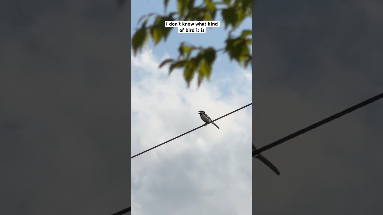 I don’t know what kind of bird it is, but it’s very loud. Its call is really strong #birdlanguage