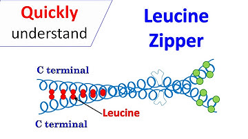 Leucine zipper motif