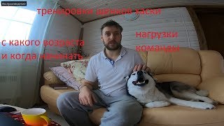 Тренировки щенков хаски , нагрузки , интенсивность и команды | HUSKY VLOG Тренировки щенков хаски , нагрузки , интенсивность и команды | HUSKY VLOG