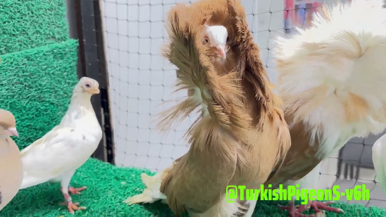 You’ve Never Seen Fancy Pigeons Like These! 🕊️ Incredible Beauty