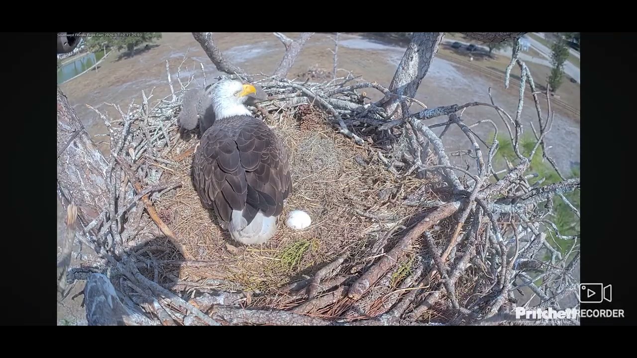 SWFL Bald Eagles 01/12/2026 12:17