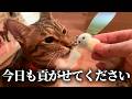 今日も猫達に貢いでしまったよ…
