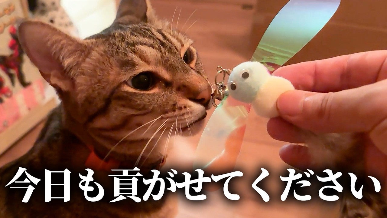 I spoiled my cats again today - YouTube