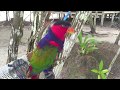 A Bird called 〜RANU〜 Burung Gila - Raja Ampat