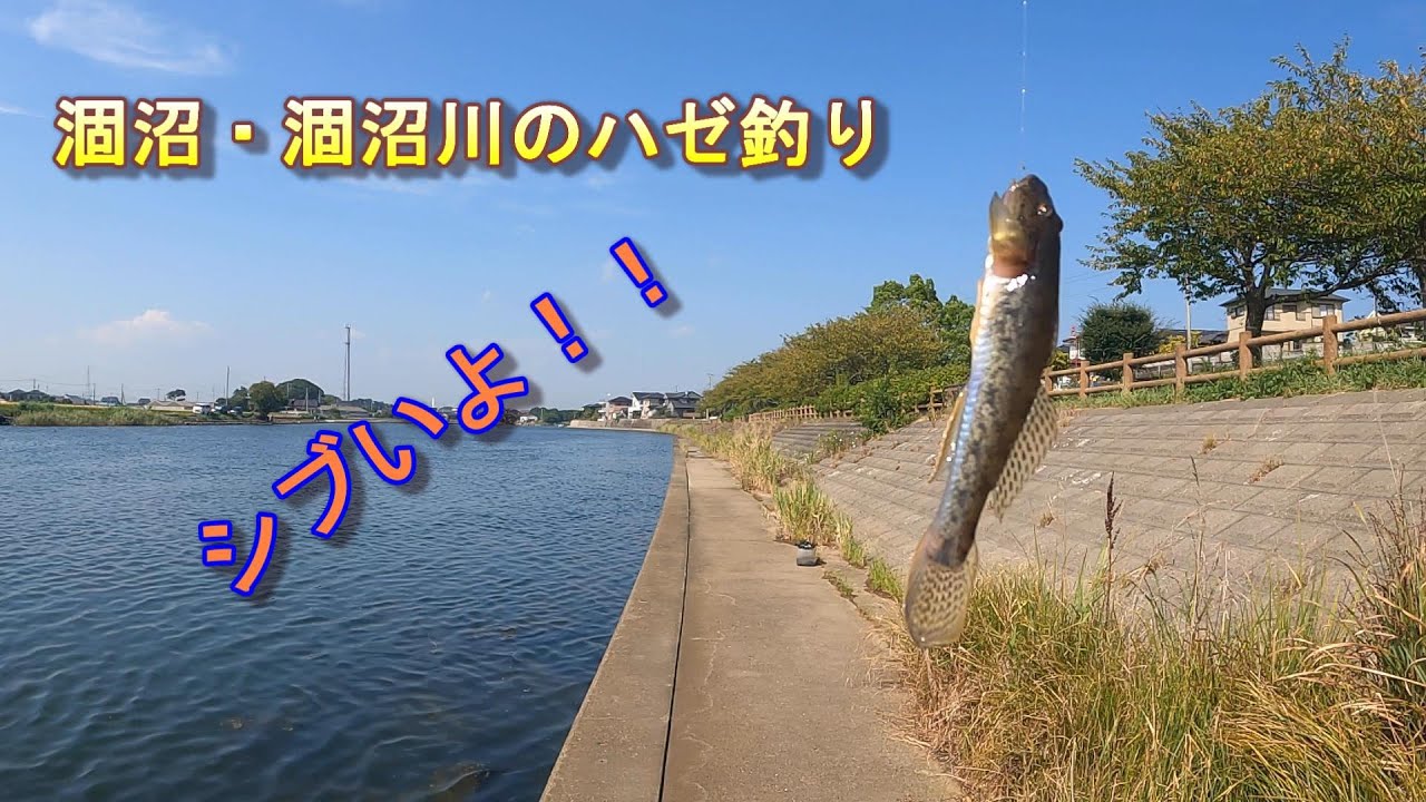 涸沼・涸沼川のハゼ釣り(マハゼ6匹、最長13センチ)(2025年8月30