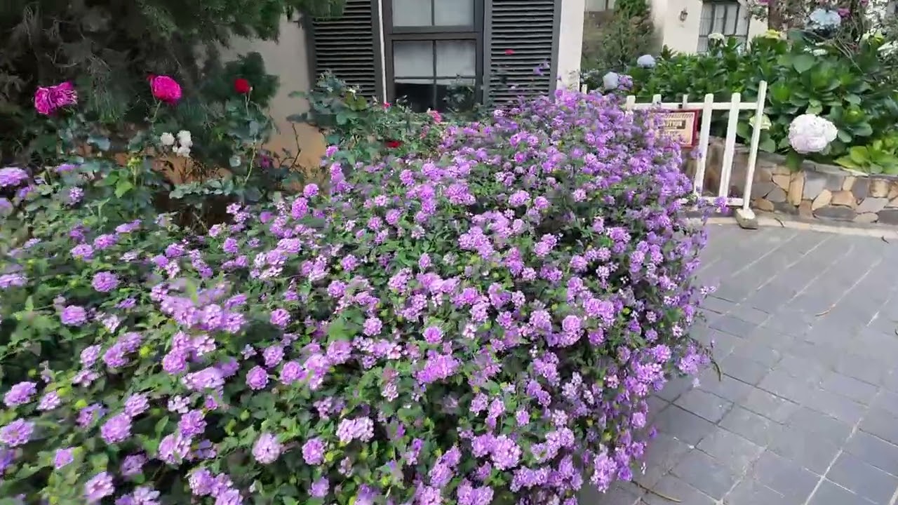 Khu vườn đầy nắng và hoa