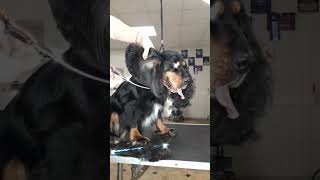 Часть 1#oxa_master #spaniel #nicesound