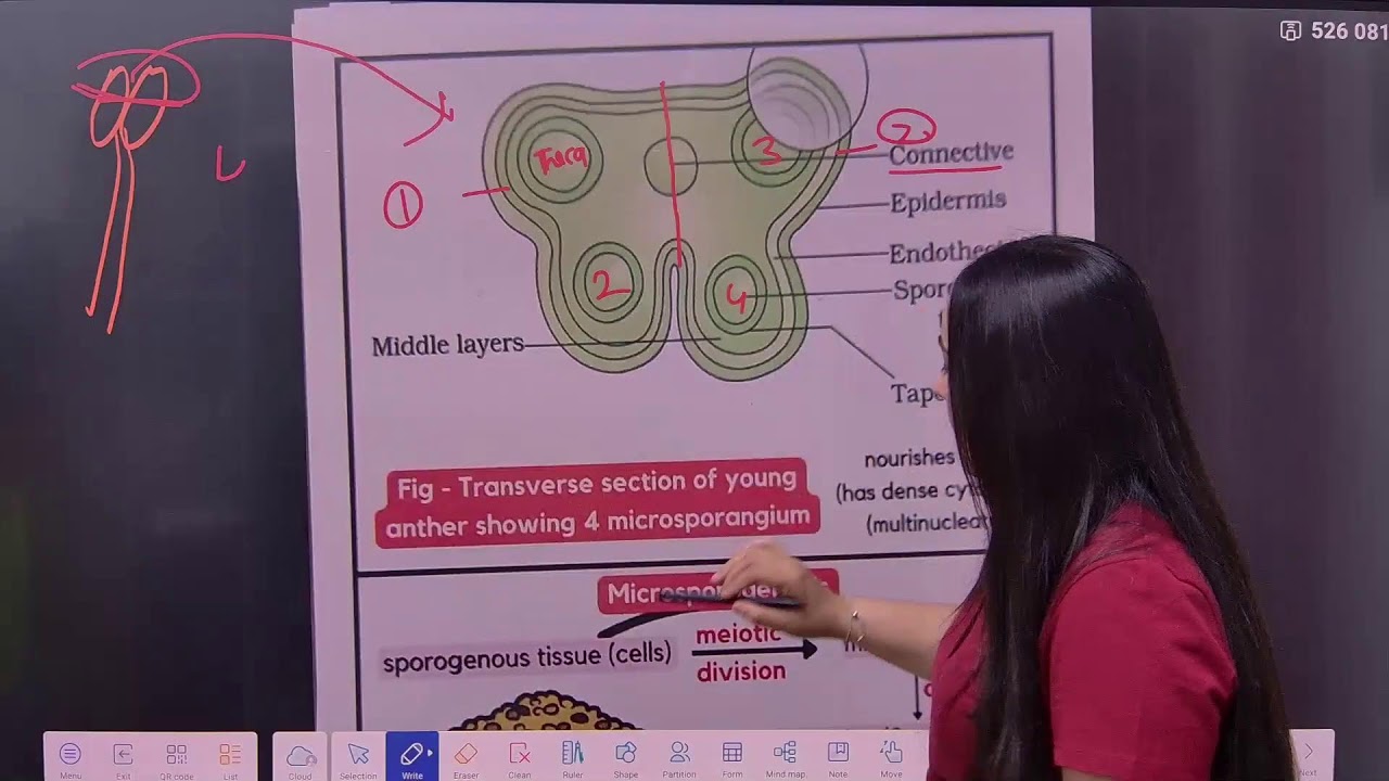 SEXUAL REPRODUCTION IN FLOWERING PLANTS ONE SHOT  FOR NEET 2026