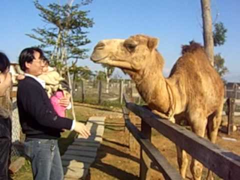 駱駝的口水