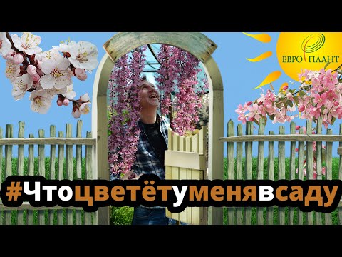 Декоративные плодовые деревья, яблони, рябины, боярышник, цветение плодовых