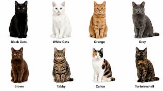 Cat Colors Explained Profile