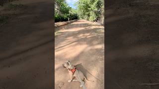 Pup walk on the Albuquerque border in the Village of Corrales