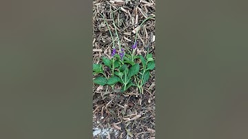 Cây đuôi chuột khô.☎️.0386421018...