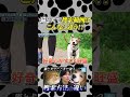 迷子猫と迷子犬で行動範囲がまるで違う！？その行動範囲を徹底解説！#shorts