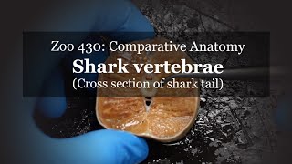 Osteology: Shark Vertebra Shark Bone Anatomy