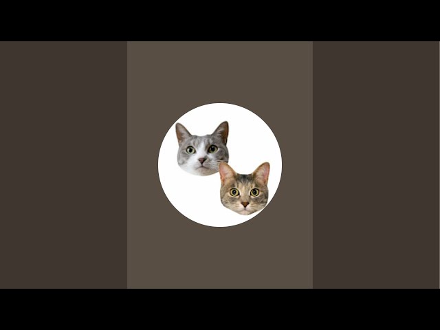 Live 花火の日のモアクリ