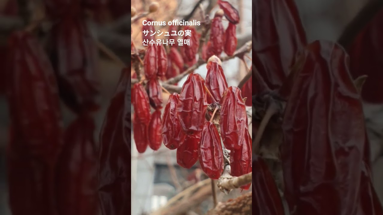 Cornus officinalis 꽃말: