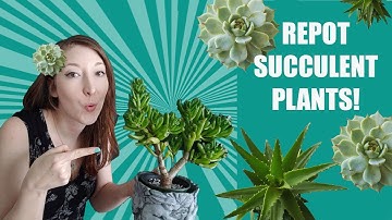 HOW TO REPOT SUCCULENTS! Repotting and Saving Succulent Plants for  Beginners + Repotting Tips!