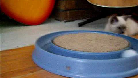 Video 11873881: siamese kitten playing