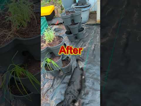 Saturday afternoon huge cleanup - greenhouse gone