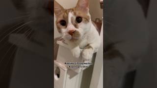 Kutsinin haklı isyanı 😹 #cat #kedi #funny #komik #manita