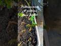 pudhina stems tho pudhina grow chesa guys #pudhina#mintplant#pudhinagardening#mintfromstem#