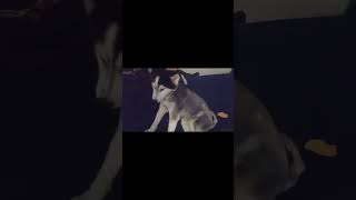 ASPEN LAYLA & HUNNY BEAR Welcome back¡¡¡!!!  #allthingshusky #husky #Huskies #stolen #dogs #reunited