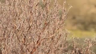 Leo Rojas screenshot 5