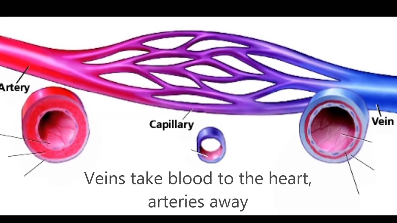 Circulatory System Rap - YouTube