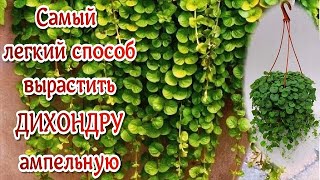 видео: ДИХОНДРА Ампельная. Зимнее размножение черенками. Посейте один только раз и будете даже выбрасывать. картинка: ДИХОНДРА Ампельная. Зимнее размножение черенками. Посейте один только раз и будете даже выбрасывать.