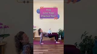 Reverse Table Top BLOOPER with Leo the Lion #tabletop #yogablooper #catyoga