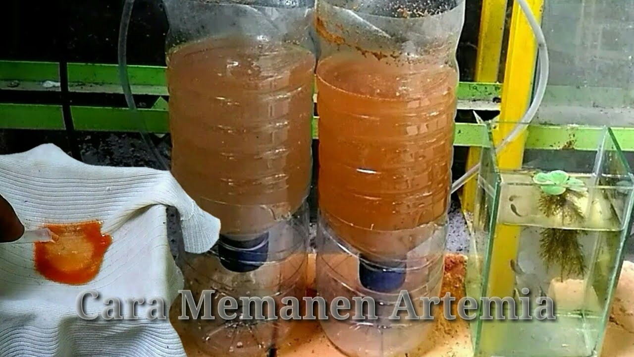 cara panen artemia 