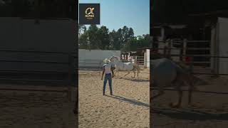 Download Lagu Horse 🐎 Sound Effect MP3