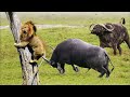 الجاموس البري الشرس يقاتل الأسود بكل شجاعه مشاهد لا تصدق 