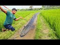 A Man Fishing With A Teta In The Drain Water💚Next To A Paddy Field🥰The Best Modern Fishing Technique