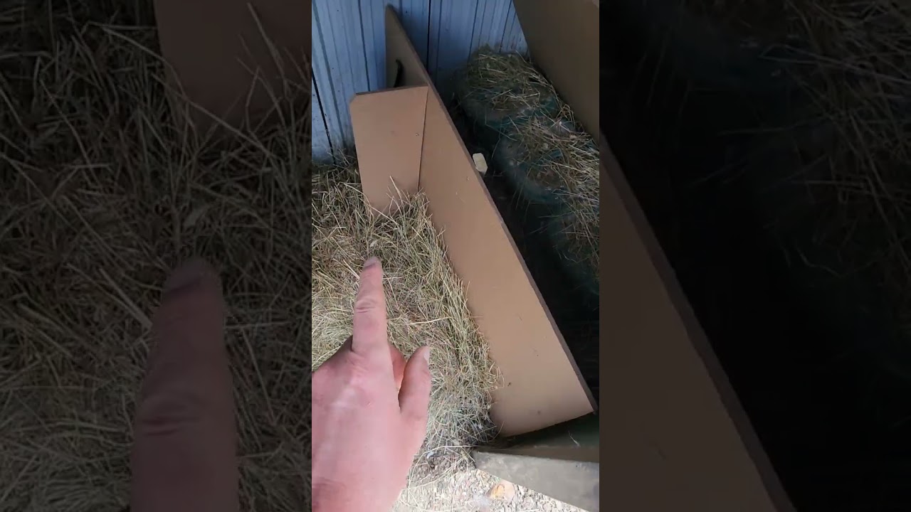 Crow proofing my chicken nesting boxes.