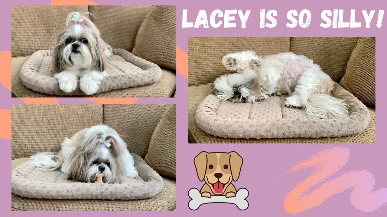 Lacey acts nutty every night after dinner! 🤪 Digging and burying a